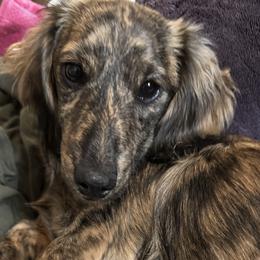 Neroli - Dachshund