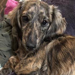 Neroli - Dachshund