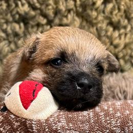 Wicket Boy 1 - Gray male Cairn Terrier puppy in Bigfork, Minnesota from Dachshunds Up North