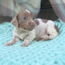 Charlie - Piebald male Dachshund puppy in Decatur, Mississippi from KP Dachshunds