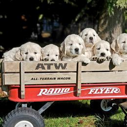 Golden Retriever Puppies from Hoekema Homestead Goldens