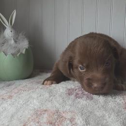 Thumper - Red & white male Australian Shepherd puppy in Windsor, New York from Double B Aussies
