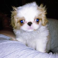 Japanese Chin Puppies from Mystike Japanese Chin
