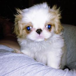 Japanese Chin Puppies from Mystike Japanese Chin