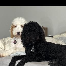 Goldendoodles from Magnolia Doodles co.