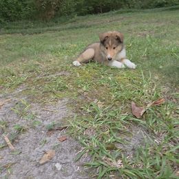 Lincoln - Sable male Collie puppy in Buchanan, Georgia from Lacey's Lassies