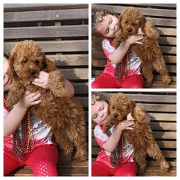 Miniature Schnauzer and Poodle Puppies from Lorraine Finley