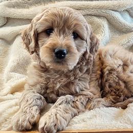 Bamm Bamm - Red  male Goldendoodle puppy in Casa Grande, Arizona from Curls and Camo Pups