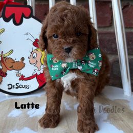 Latte - Red male Cavapoo puppy in Herriman, Utah from Gypsi Doodles & Poodles LLC.