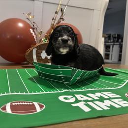 Black and cream - Black and cream female Dachshund puppy in Crestview, Florida from Neverending Dachies