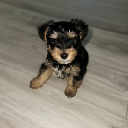 Wednesday - Black and tan female Yorkshire Terrier puppy in Surprise, Arizona from Taylored Pups