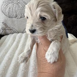 Arlo - Apricot male Maltipoo puppy in Fredericktown, Missouri from Doodle Pups Fur-Ever