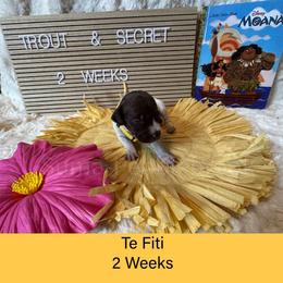 Te Fiti - White and liver female German Shorthaired Pointer puppy in Marshfield, Missouri from Pebblebrook German Shorthaired Pointers