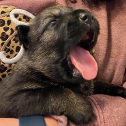 German Shepherd Puppies from German Shepherds of Virginia