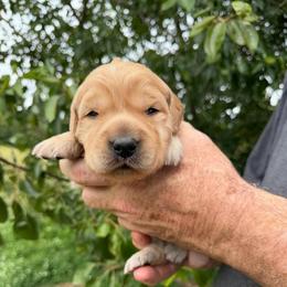 T-Bone Boy - Golden male Golden Retriever puppy in Knoxville, Tennessee from Jack and Ginger’s Goldens