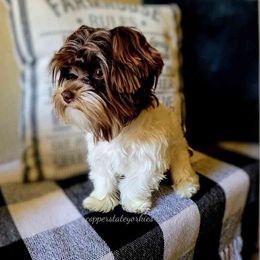 Jack Jack - Yorkshire Terrier