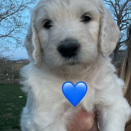 Bernedoodle and Goldendoodle Puppies from White Oak