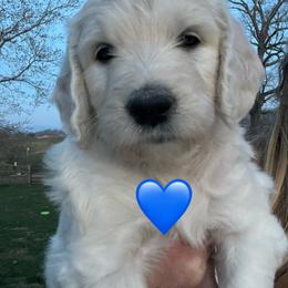 Bernedoodle and Goldendoodle Puppies from White Oak