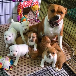 Staffordshire Bull Terrier Puppies from Rockstaff Staffords