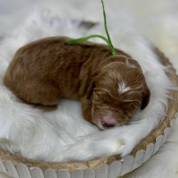Aspen's Green Female - Apricot female Goldendoodle puppy in Great Falls, Montana from Montana Goldendoodles