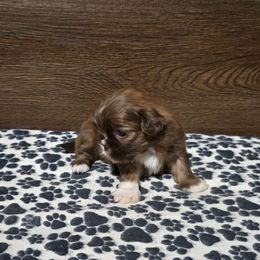 Male 2 - Liver male Shih Tzu puppy in Meadows Of Dan, Virginia from Walt’s Shih Tzus