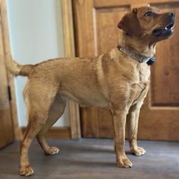 Labrador Retriever All Grown Up from Hudson Valley Labradors