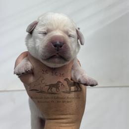 Red collar - Yellow male Labrador Retriever puppy in Beaverdam, Virginia from Riverside Sunset Labrador Retrievers