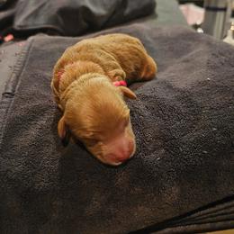 Dancer - Red  female Goldendoodle puppy in Layton, Utah from Lauralyn's Goldendoodles