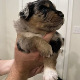 Miniature Australian Shepherd Puppies from Andy McDonald