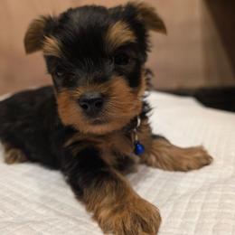 Duke - Black and tan male Yorkshire Terrier puppy in Pocahontas, Arkansas from 5 River Puppies
