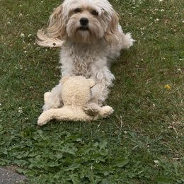 Cavapoos from Daisy’s Cuddly Cavapoo