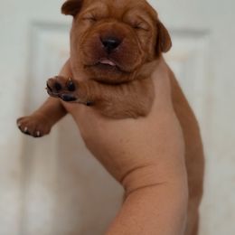 Girl 6 - Yellow female Labrador Retriever puppy in Okmulgee, Oklahoma from Rustic Creek Labradors