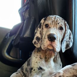 Merle female 2 - Merle female Great Dane puppy in Gig Harbor, Washington from Lakaya Danes