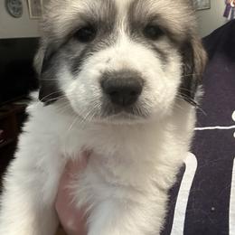 Green - White and badger male Great Pyrenees puppy in Bloomington, Illinois from Odyssey Great Pyrenees