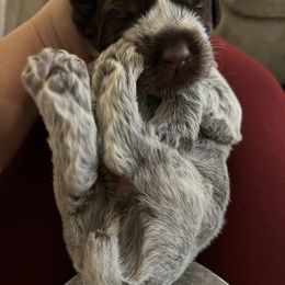 Wirehaired Pointing Griffon Puppies from Gunpowder Griffons