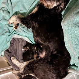 Goldendoodle and Poodle Puppies from SnickerDoodlePups