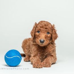Poodle Puppies from Independence Poodles