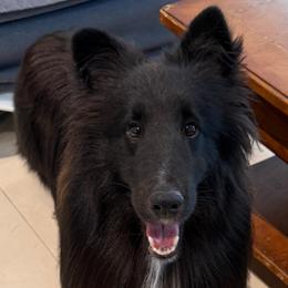 Chip - Black and white male Shetland Sheepdog puppy in Miami, Florida from Cielito Lindo Shelties