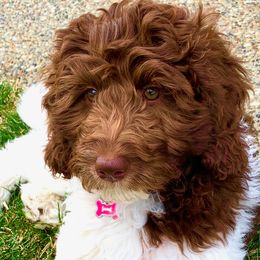 Bella - Australian Labradoodle