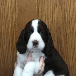 Moose - Liver and white male English Springer Spaniel puppy in Casnovia, Michigan from DESK Springer Spaniels