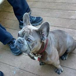 French Bulldog All Grown Up from Blue Cedar Kennels