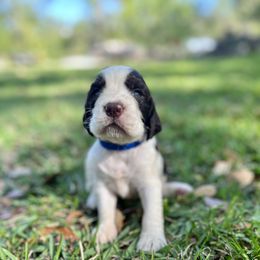 English Springer Spaniel Puppies from Redemption Fields