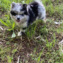 Zipper SOLD - Merle Pomsky puppy in Heber Springs, Arkansas from Red River Pomskies