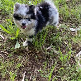 Zipper SOLD - Merle Pomsky puppy in Heber Springs, Arkansas from Red River Pomskies