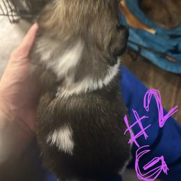 Tilly - Brindle and white female Shih Tzu puppy in Slocomb, Alabama from Steps Preppy Pups
