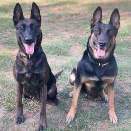 Dutch Shepherds from Della Fuoco Working Dogs