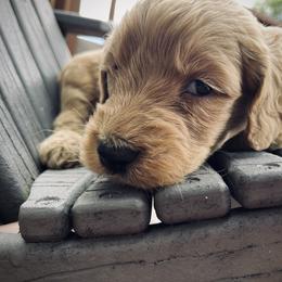 Goldendoodle Puppies from Doodifuldoods