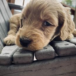 Goldendoodle Puppies from Doodifuldoods