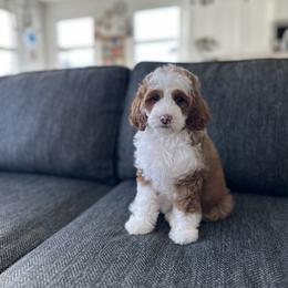 Goldendoodle Puppies from Doodle Bears of Southern Utah