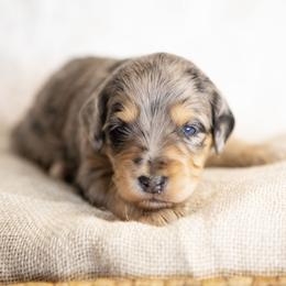 Cinderella - Blue merle female Bernedoodle puppy in Seffner, Florida from Gold Diamond Pup